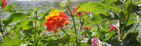 ‌منصوره وطنی‌'s header picture