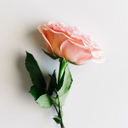 Profile picture of ‌ح‌.ر‌.م‌