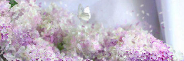 ‌محبوبه سالاری‌'s header picture