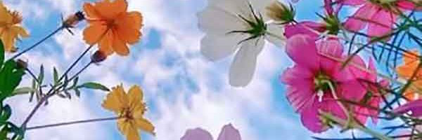 ‌mehr‌'s header picture