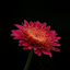 Profile picture of ‌جواد یوسفی‌