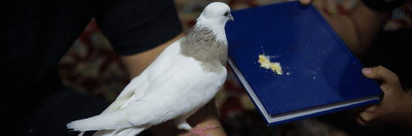 ‌متکلم مع‌الغیر‌'s header picture