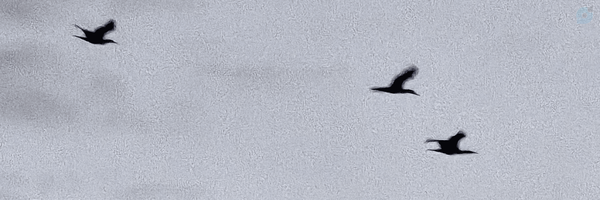 ‌امین پژمان‌'s header picture