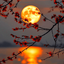 Profile picture of ‌کیهان‌
