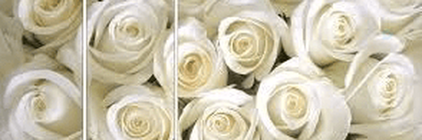 ‌مجتبی‌'s header picture