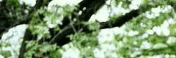 ‌علی‌'s header picture