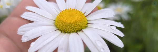 ‌گمنام‌'s header picture