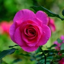 Profile picture of ‌عبدالحسن صفی خانی‌