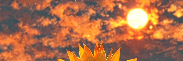 ‌سانازیوم‌'s header picture