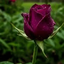 Profile picture of ‌محدثه حسینی‌
