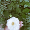 Profile picture of ‌پِرِزِنتر اِلی ☆ (توییترX)‌