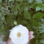 Profile picture of ‌پِرِزِنتر اِلی ☆ (توییترX)‌