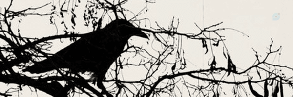 ‌Nazli‌'s header picture