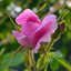 Profile picture of ‌منتظر یار‌