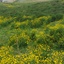 Profile picture of ‌فائزه حبیبی‌