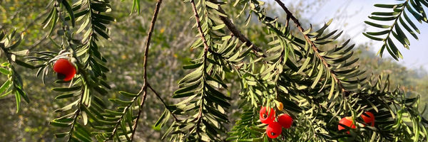 ‌faranak 45420‌'s header picture