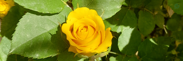 ‌Fatemeh Amiri‌'s header picture