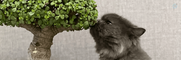 ‌Mehdi‌'s header picture
