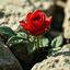 Profile picture of ‌علاءالدین‌