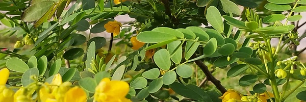 ‌مرکز آموزش علمی کاربردی شهرداری اهواز‌'s header picture