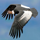 Profile picture of ‌glory condor‌