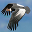 Profile picture of ‌glory condor‌