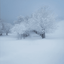 Winter Breeze