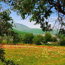 Profile picture of ‌عموعلی‌