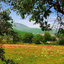 Profile picture of ‌عموعلی‌