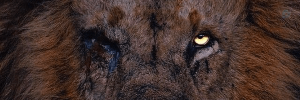 ‌ذوالفقار‌'s header picture