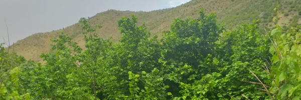 ‌بهزاد قلی نژاد‌'s header picture