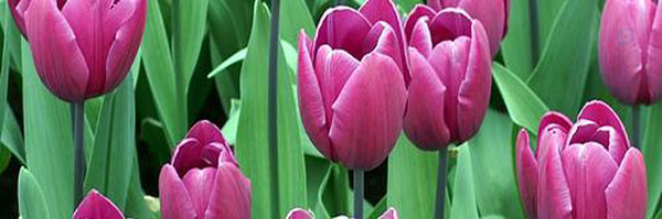 ‌یا علی علیه السلام‌'s header picture