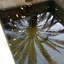 Profile picture of ‌نبات خانم‌