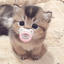 Profile picture of ‌𝗟𝗶𝘁𝘁𝗹𝗲 𝗸𝗶𝘁𝘁𝗲𝗻💕🐈‌