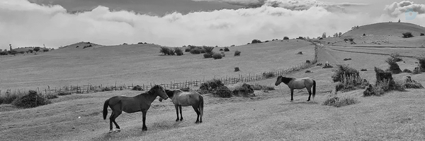 ‌🐎Mitra🐎‌'s header picture