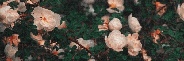 ‌کاسه گران‌'s header picture