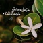 Profile picture of ‌◦•●◉✿   شبنم ✿◉●•◦‌
