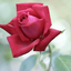 Profile picture of ‌m.ali modarresi‌