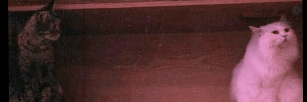‌Amir‌'s header picture