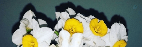 ‌Amir M‌'s header picture