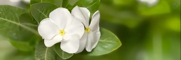 ‌آسمان‌'s header picture