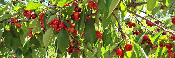 ‌هادی کریمی‌'s header picture