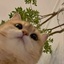 Profile picture of ‌do,nt‌