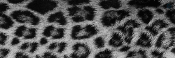 ‌STALKEŔ‌'s header picture