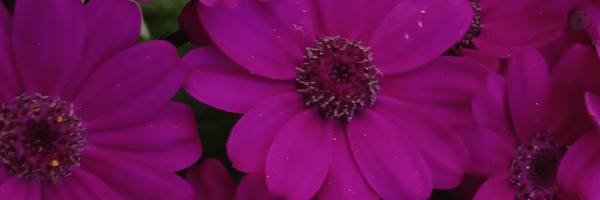 ‌shima‌'s header picture