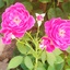 Profile picture of ‌محمود رجائی پور‌