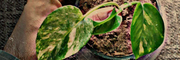 ‌مُحَمَّد ناصِری‌'s header picture