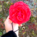 Profile picture of ‌Zahra savarii‌
