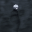 Profile picture of ‌Radahn‌