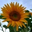 Profile picture of ‌شهریار‌